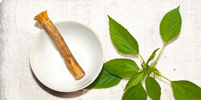 siwak untuk kesehatan gigi