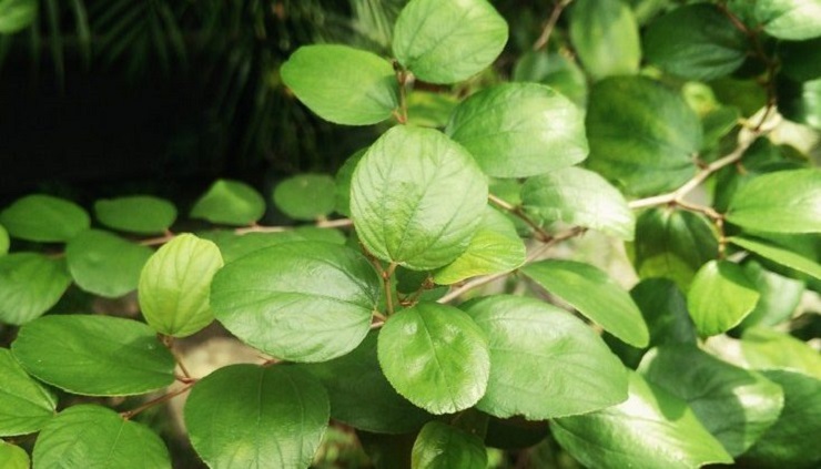 Manfaat Daun Bidara untuk kecantikan kulit