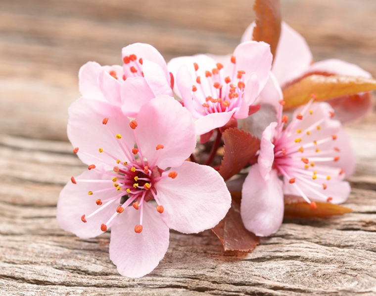 kulit cantik dan cerah dengan ekstrak bunga sakura