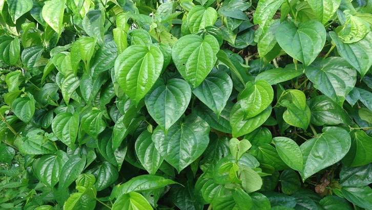 beberapa kegunaan daun sirih yang harus kamu ketahui