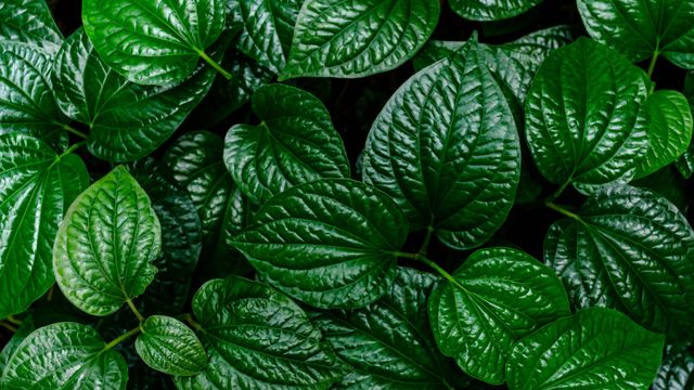 daun sirih bermanfaat untuk mengatasi keputihan