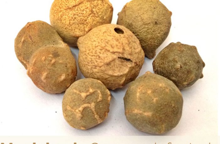 obat herbal yang mengandung manjakani