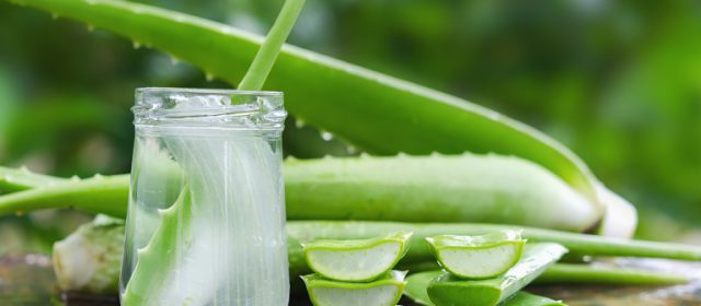manfaat aloevera untuk kecantikan kulit