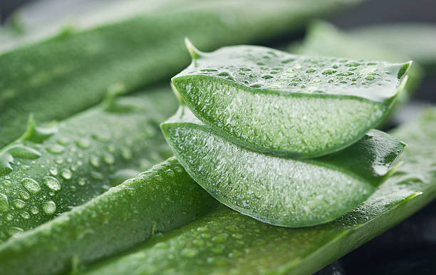 atasi kulit kering dengan aloe vera