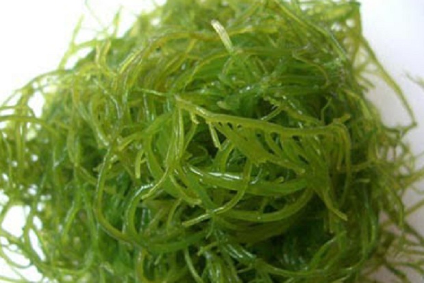 manfaat rumput laut untuk kecantikan